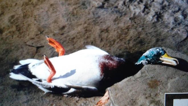 Continúa la aparición de patos muertos por un posible brote de botulismo