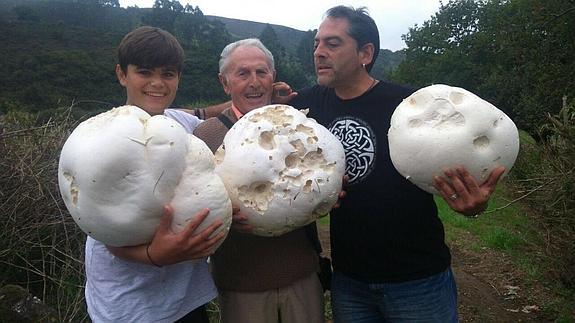 Un gijonés encuentra tres 'Pedos de lobo' gigantes en Lavandera