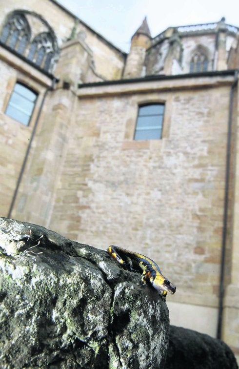 El Principado descarta implicarse en el estudio de las salamandras