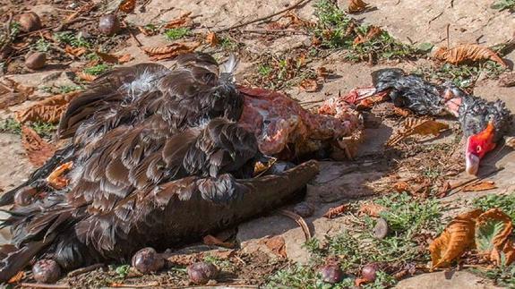 Un nuevo ataque de las nutrias deja sólo un cisne negro vivo en el parque de Isabel la Católica de Gijón