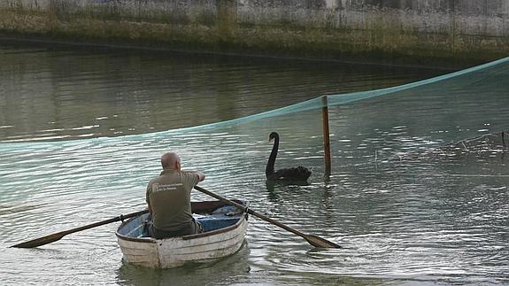 Las nutrias matan al último cisne negro del parque de Isabel la Católica de Gijón