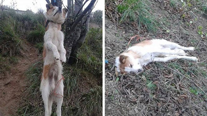 Intentan localizar a la persona que ahorcó a un perro en Lena