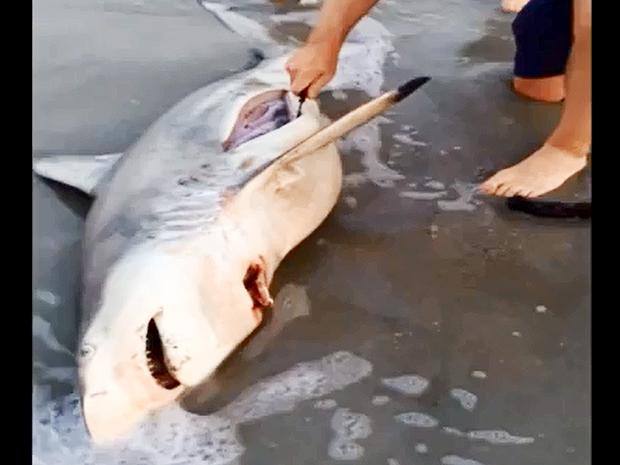 Hacen una 'cesárea' a un tiburón muerto en una playa para salvar a las crías