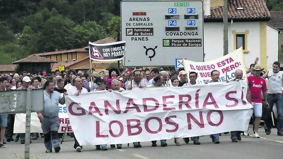 María Jesús Alvarez dice «tolerancia cero» frente al supuesto fraude en indemnizaciones por daños del lobo