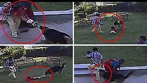Un niño salva a su hermana del ataque de un perro