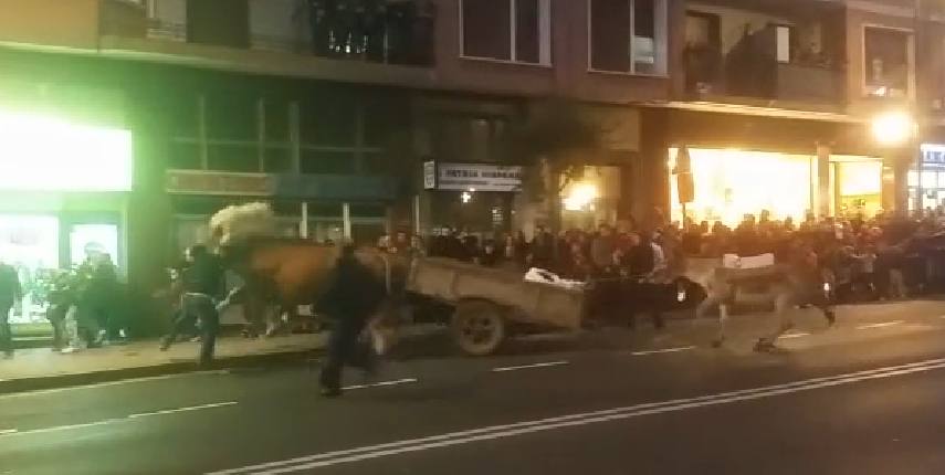 Unos bueyes desbocados causan el pánico en la Cabalgata de Portugalete