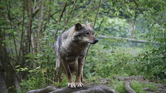 «El nuevo plan del lobo servirá para conservar la especie y prevenir los daños a ganaderos»