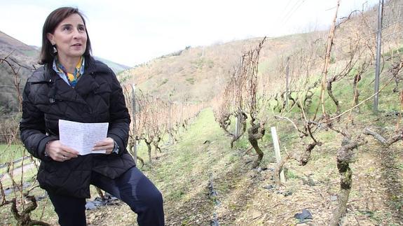El mejor vino blanco se cultiva en Cangas