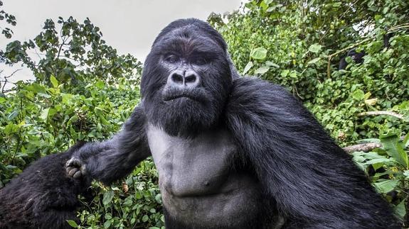 Imagen de un gorila de montaña justo antes de golpear al fotógrafo