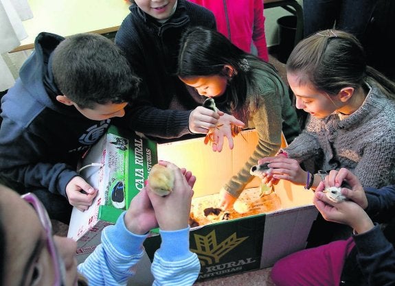 Emoción en el Baudilio Arce por el nacimiento de los pollitos de pita pinta