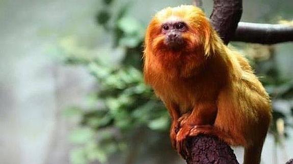 Un mono en peligro de extinción sufre un accidente y muere en el zoo