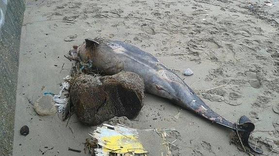 Cinco delfines aparecen varados en la costa asturiana por el temporal