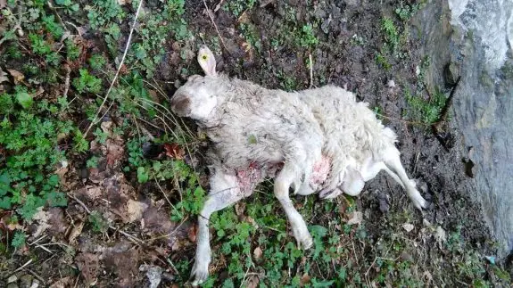 Los lobos matan cuatro ovejas en Aller
