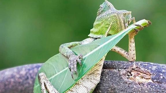 La foto del lagarto rockero, ¿real o falsa?