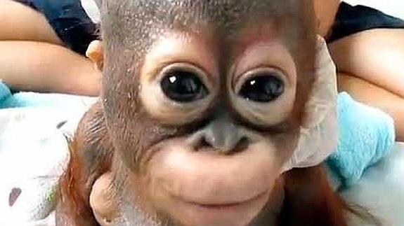 Budi, la cría de orangután que sobrevivió a un cautiverio de 10 meses en una minúscula jaula