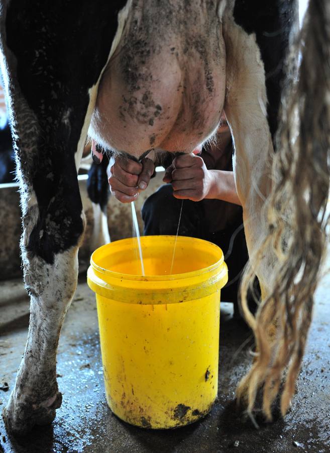 Asturias debe apostar por la transformación de la leche para afrontar el fin de la cuota láctea