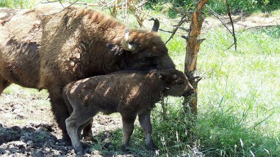 'Astur', el 'bisontín' de Teverga, cumple un año