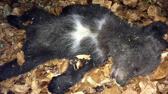 Aparece un osezno muerto en el Parque Natural de Somiedo