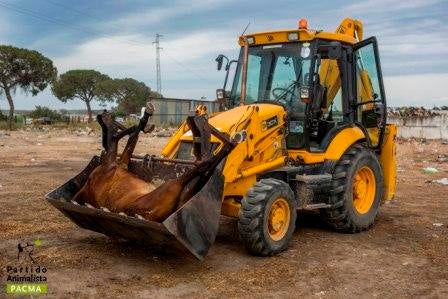 Denuncian las muertes por agotamiento, hambre y calor de los caballos que se usan en El Rocío