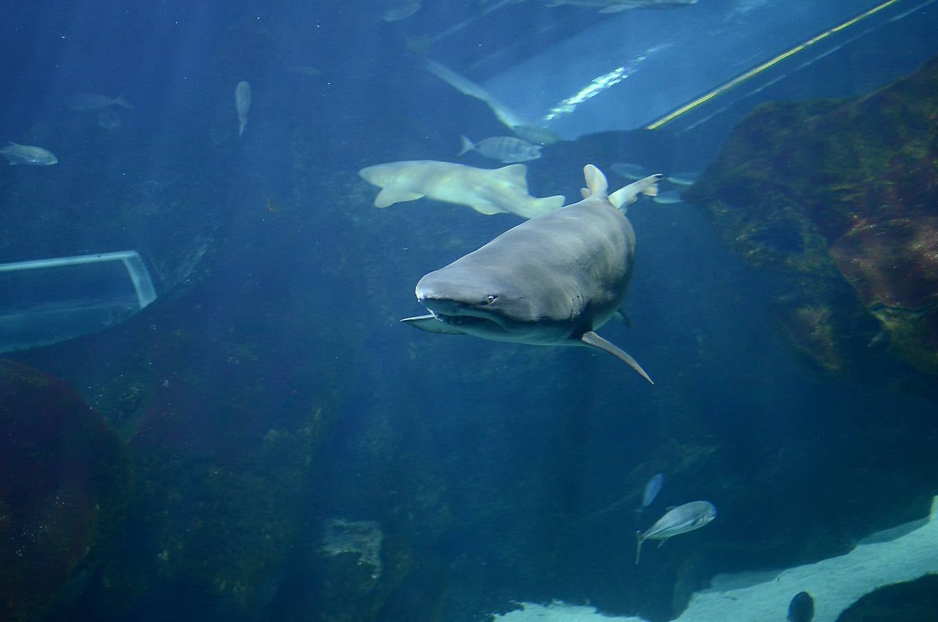 El Ayuntamiento de Gijón investigará la gestión del Acuario por la comercialización de peces