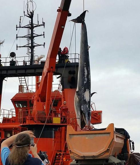 Aparece una ballena de más de siete toneladas y ocho metros en El Musel