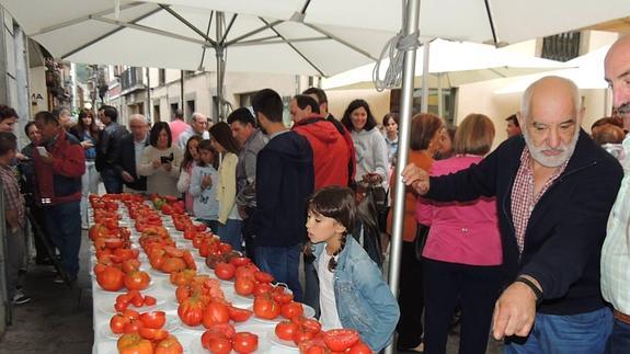 Los mejores tomates de la huerta del Narcea