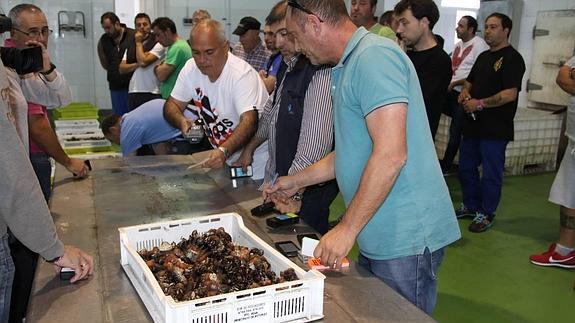 El percebe alcanza 64 euros en la primera venta de la temporada en Puerto de Vega