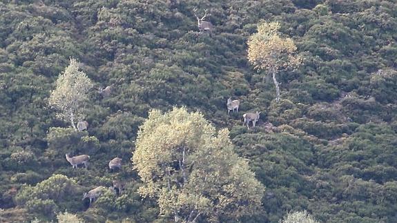 Tras los pasos del venado