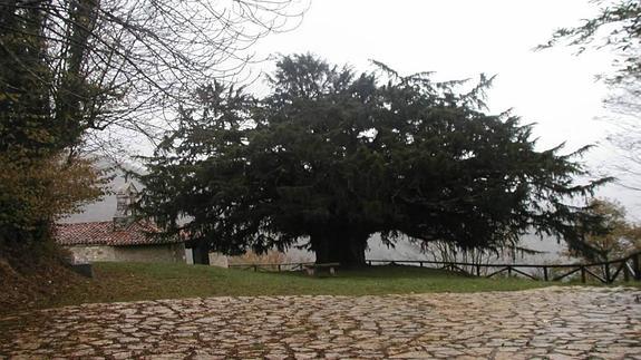 El tejo de Bermiego, candidato al 'Árbol Europeo' de 2016