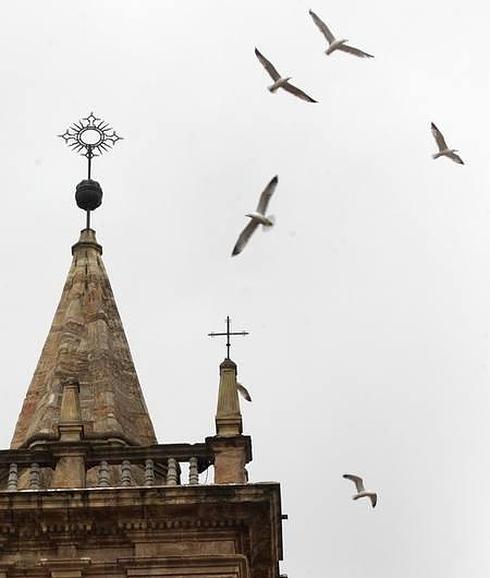 La Policía pide al Cepesma que retire dos gaviotas de El Antiguo y luego le pone una multa