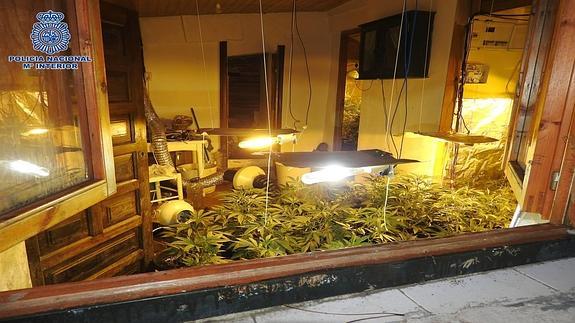 Detenido por tener 101 plantas de marihuana en una caseta de aperos de Gijón