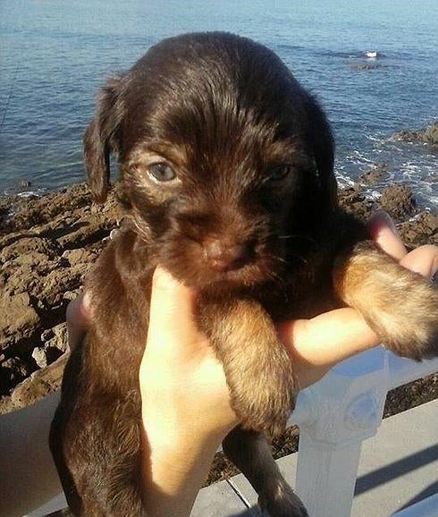 Encuentran un cachorro abandonado en un contenedor de Gijón