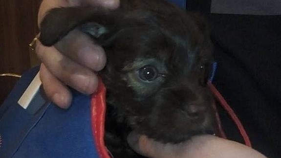 Adoptan al cachorro encontrado en un contenedor en Gijón