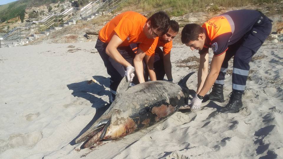 Retiran un delfín muerto que varó en la playa de Arnao, en Castropol