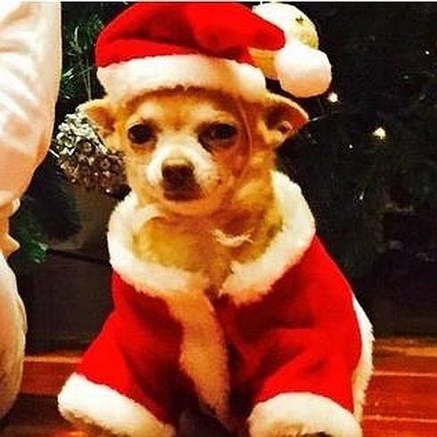 Paula Echevarría y Bustamante, los primeros en felicitar la Navidad