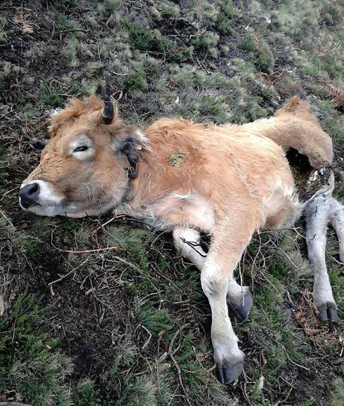 El lobo mata una becerra en las inmediaciones de Cuerres de Llonín