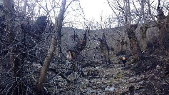 «Si uno se pone a pensar en lo ocurrido con el fuego en Asturias se da cuenta de que algo falla»