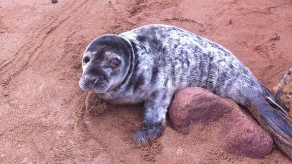 Aparecen tres focas en la playa de Carranques, en Perlora