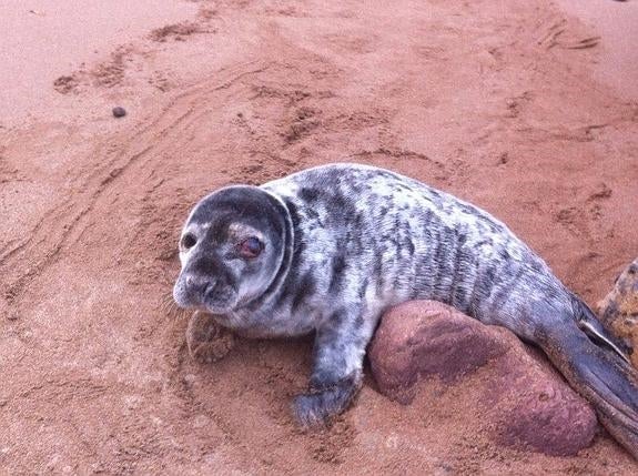 Rescatan una foca en Perlora