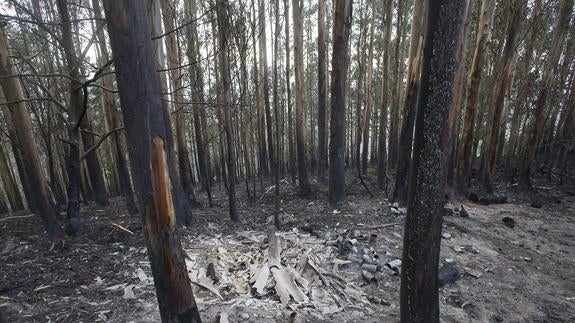 El Principado autoriza la corta de madera en fincas afectadas por los incendios de diciembre