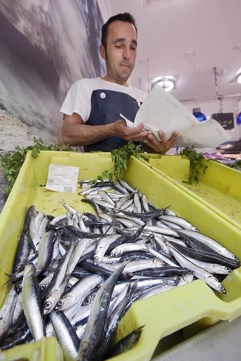 El bocarte se come al bonito