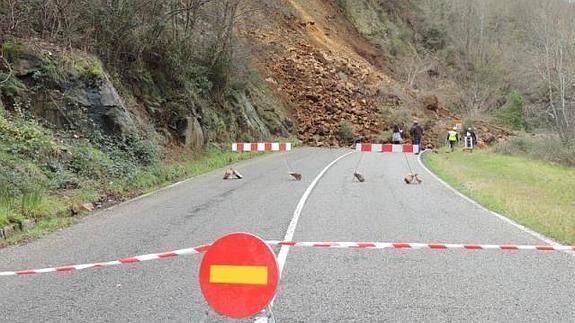 Abiertos los dos carriles de la AS-14 cortados por un argayo en el tramo entre Puente del Infierno y Pola de Allande