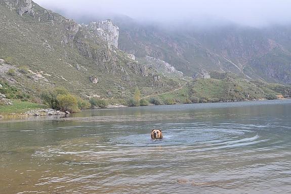 La historia detrás de la foto del oso bañándose en un lago de Somiedo