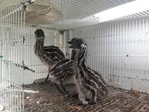 Nacen doce emúes en Isabel la Católica