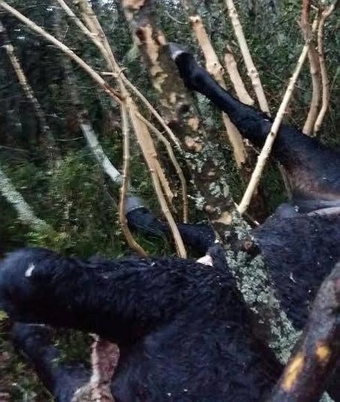 Un oso mata a un caballo en Teverga