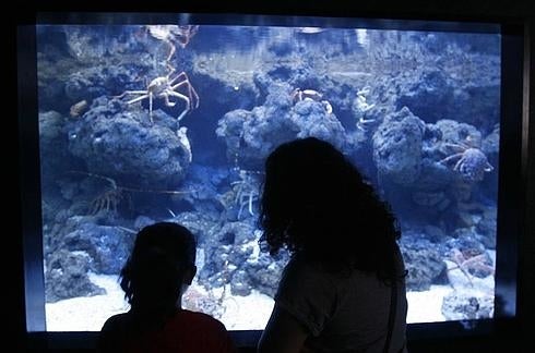 La gestión del Acuario, a concurso