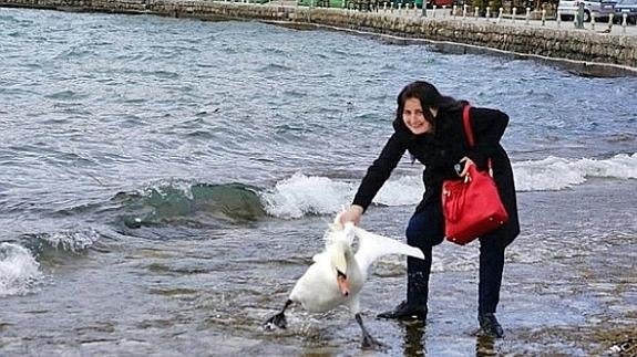 Una turista mata a un cisne para hacerse una foto con él