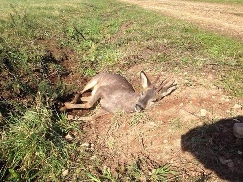 «En el Paraíso Natural se deja a los animales morir en cunetas»