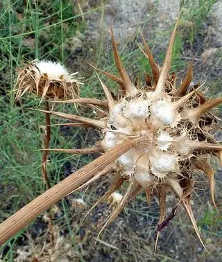 Descubren que el cardo borriquero frena la metástasis cerebral del cáncer  de pulmón | El Comercio