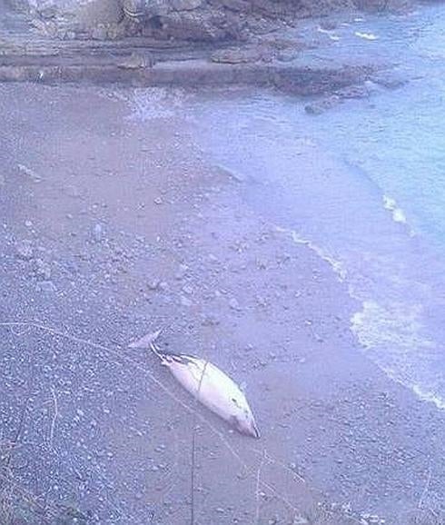 Once cetáceos se descomponen en la costa asturiana